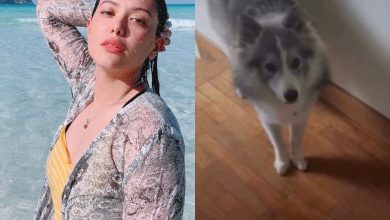 Photo of Julia Farhana Akui Keluarganya Bela Anjing, Sudah Dilatih Tidak Menjilat Dan Menyentuh Orang